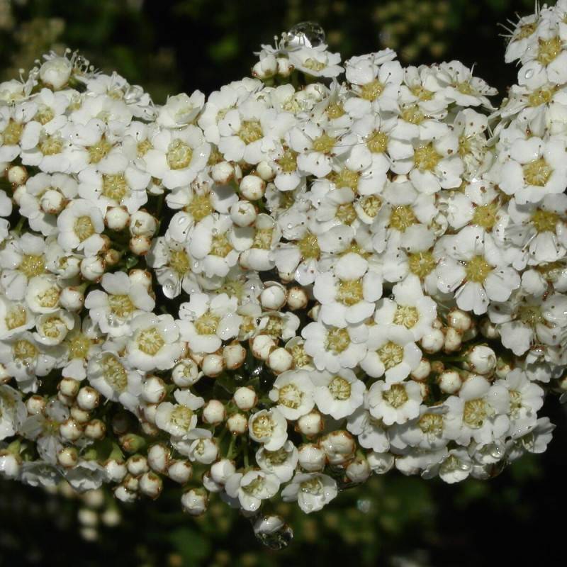 Spirée Snowmound, Spiraea à fleurs Blanche - feuillage Caduc - Pot de 3L - 20/40 cm-  hauteur à maturité De 1,50 m à 2,00 m - Image 1