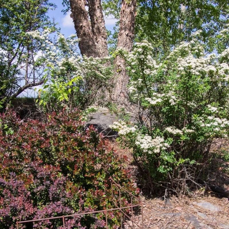 Spirée Snowmound, Spiraea à fleurs Blanche - feuillage Caduc - Pot de 3L - 20/40 cm-  hauteur à maturité De 1,50 m à 2,00 m - Image 4