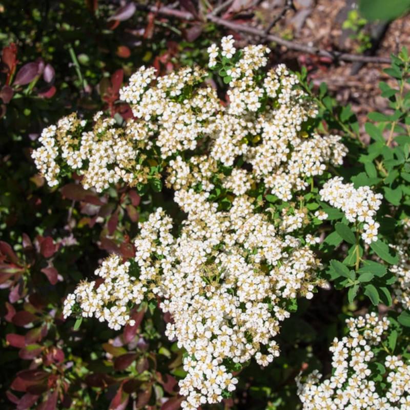 Spirée Snowmound, Spiraea à fleurs Blanche - feuillage Caduc - Pot de 3L - 20/40 cm-  hauteur à maturité De 1,50 m à 2,00 m - Image 6