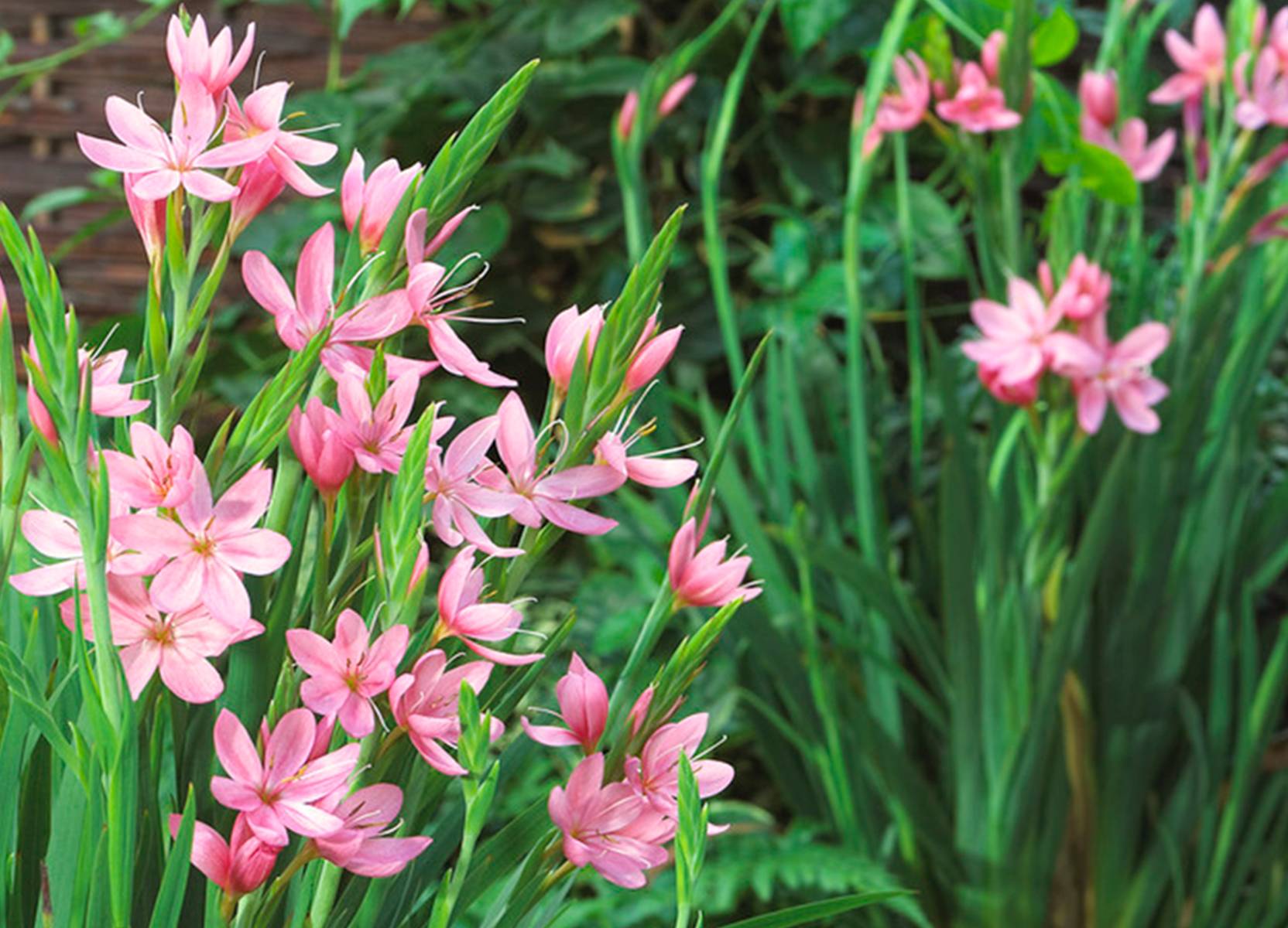 Lot de 6 - Schizostylis Coccinea - Lys des Cafres rouge - Glaïeul des marais - H. 10-20 cm - P. 9 cm - Image 2