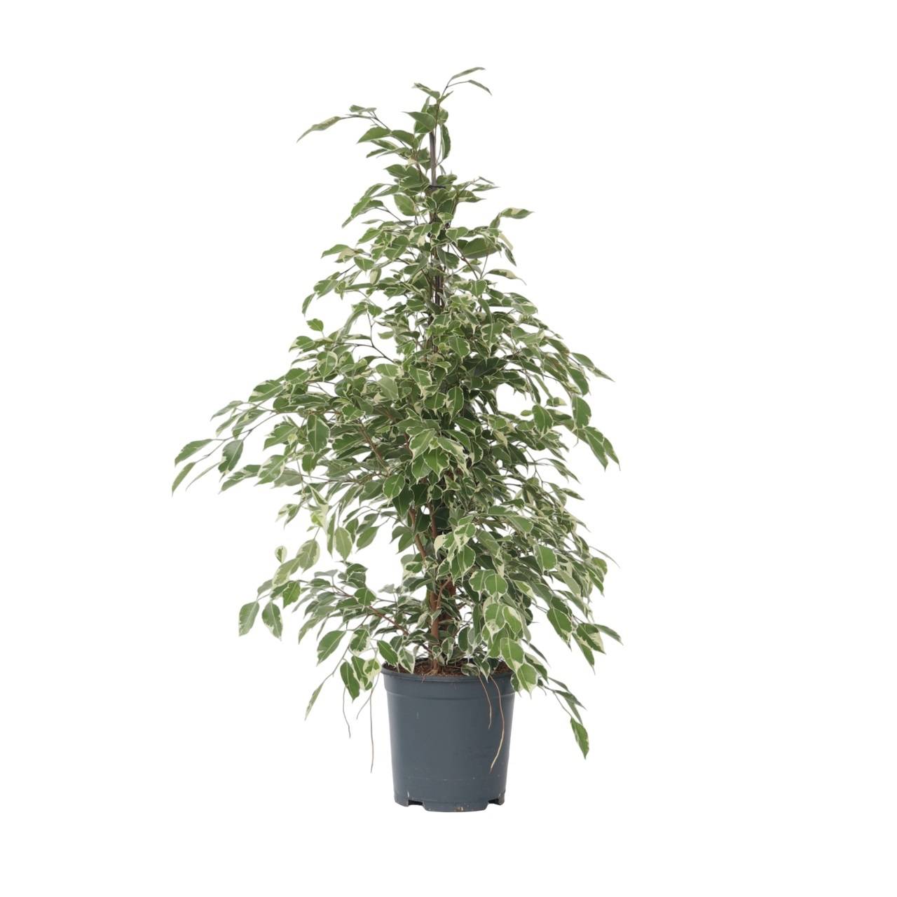 Ficus pleureur - Ficus Benjamina 'Twilight' - Hauteur 100-110cm - ⌀21cm - Image 1