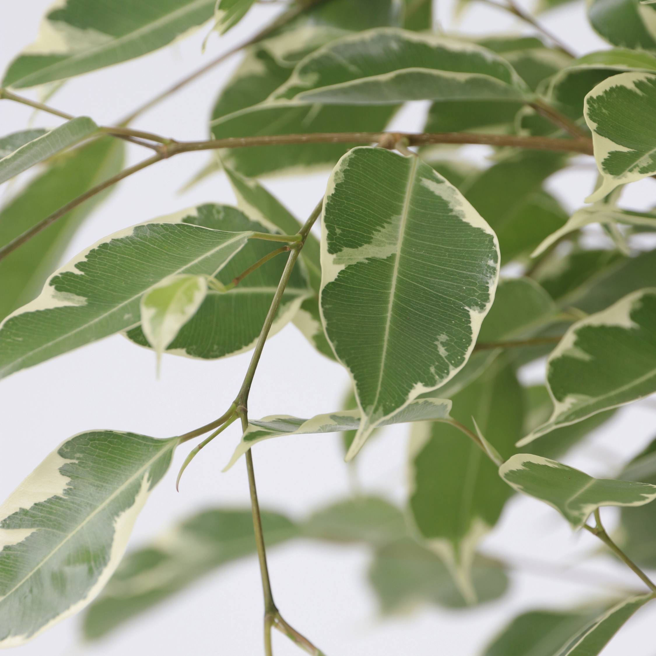 Ficus pleureur - Ficus Benjamina 'Twilight' - Hauteur 100-110cm - ⌀21cm - Image 4