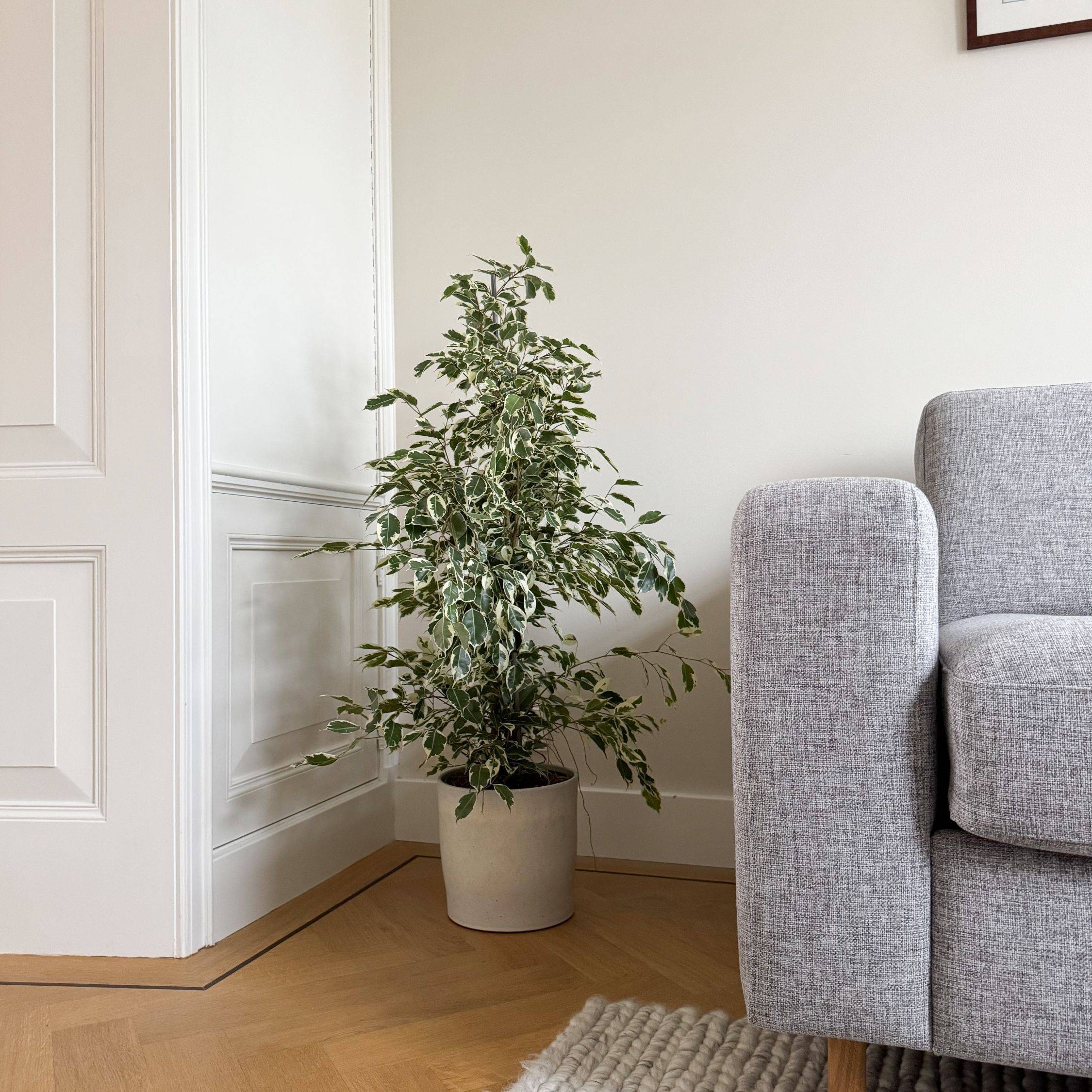 Ficus pleureur - Ficus Benjamina 'Twilight' - Hauteur 100-110cm - ⌀21cm - Image 2