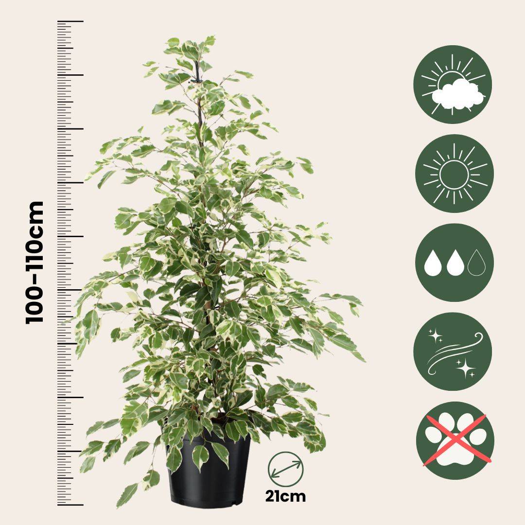 Ficus pleureur - Ficus Benjamina 'Twilight' - Hauteur 100-110cm - ⌀21cm - Image 6
