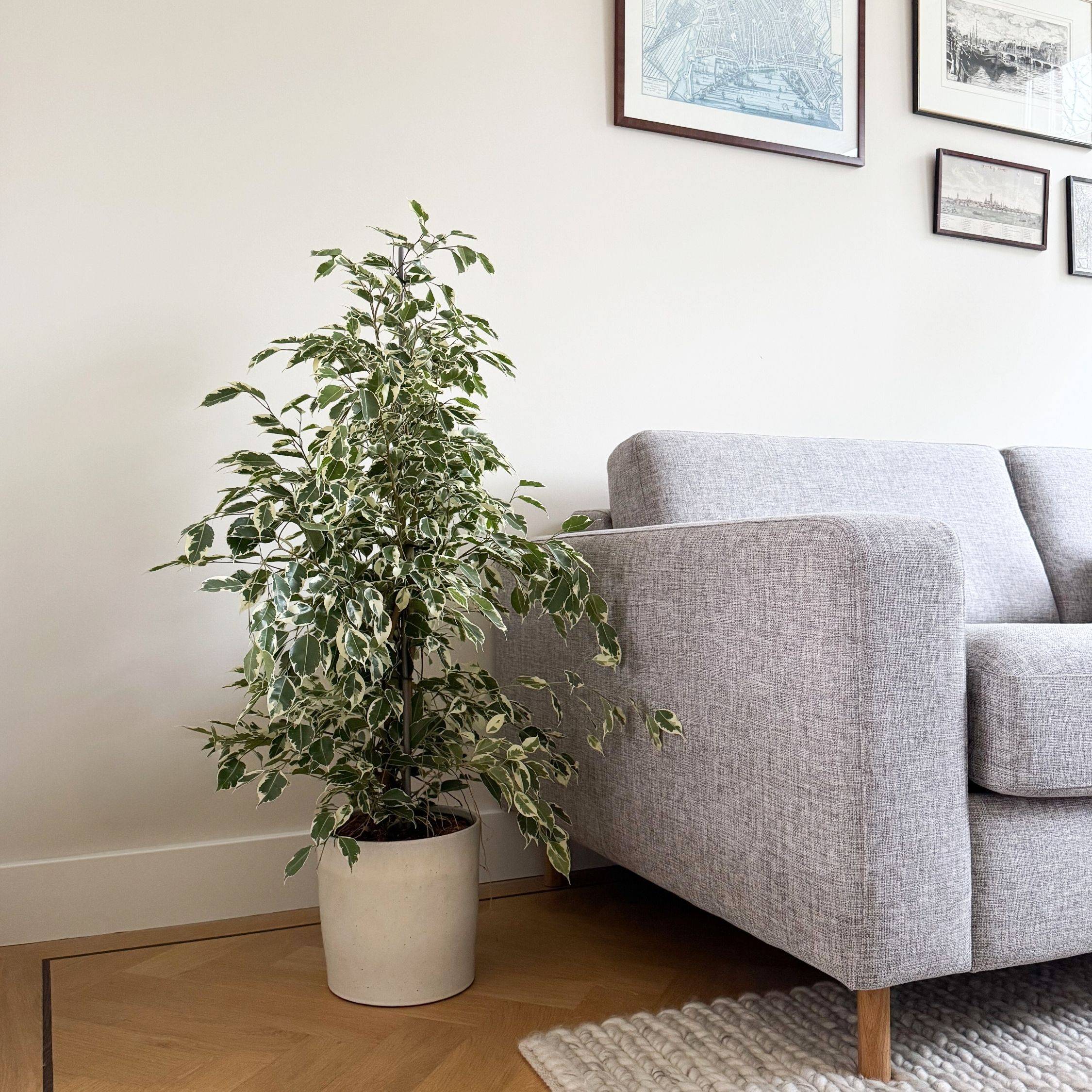 Ficus pleureur - Ficus Benjamina 'Twilight' - Hauteur 100-110cm - ⌀21cm - Image 3