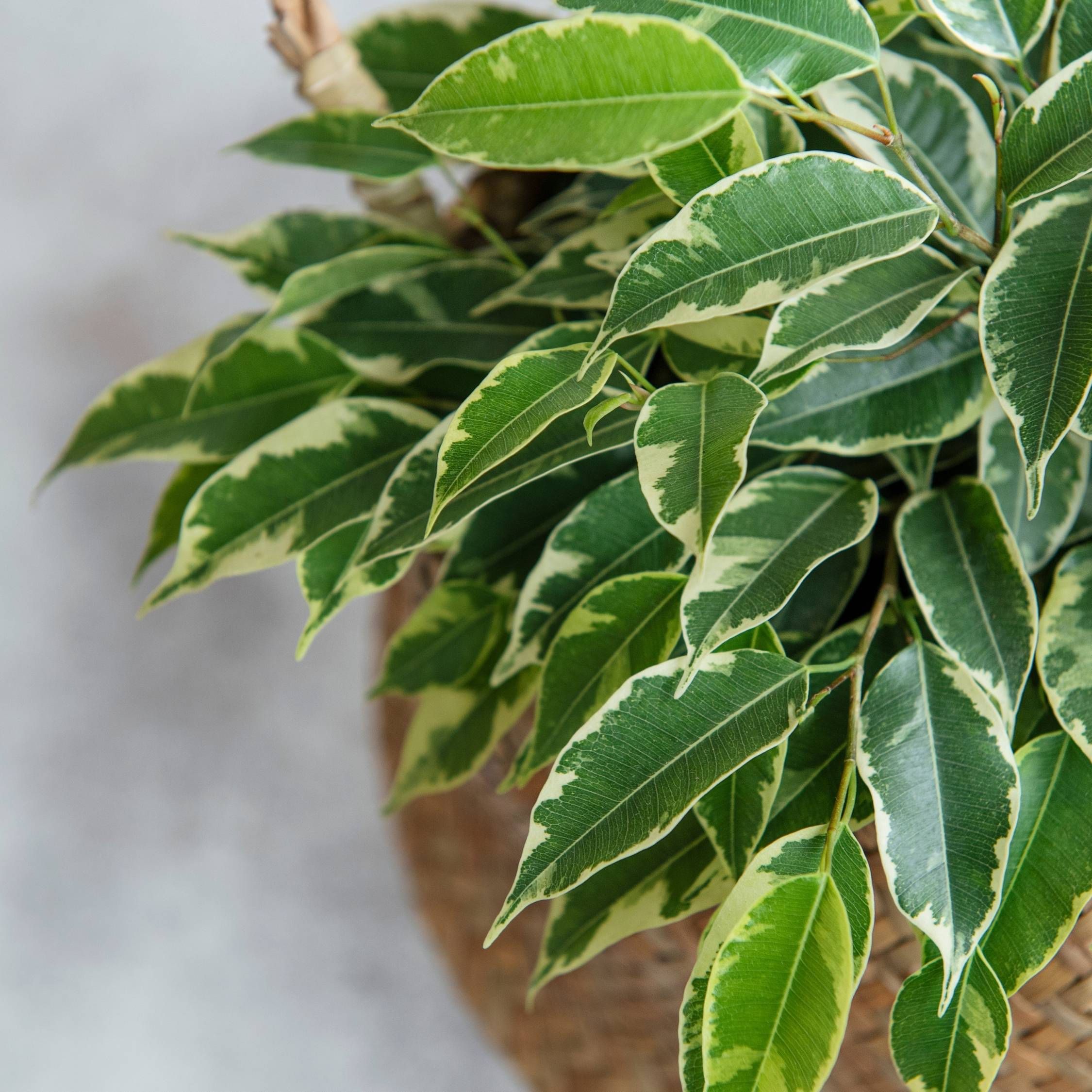 Ficus pleureur - Ficus Benjamina 'Twilight' - Hauteur 100-110cm - ⌀21cm - Image 5