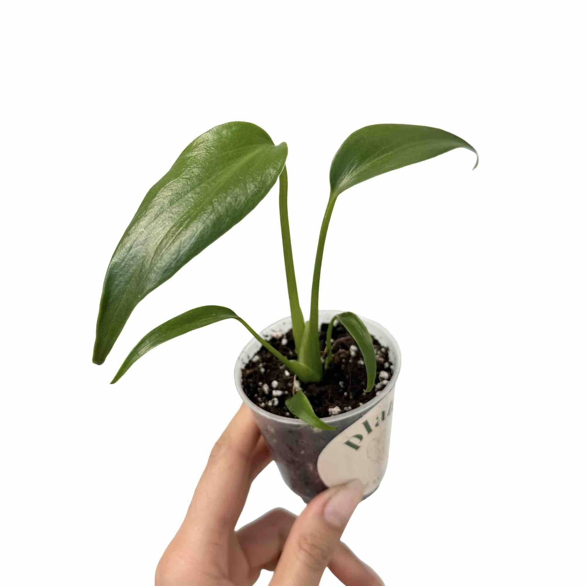 Monstera Burle Marx Flame - Pot de 6cm - Plantes d'intérieur - Image 1