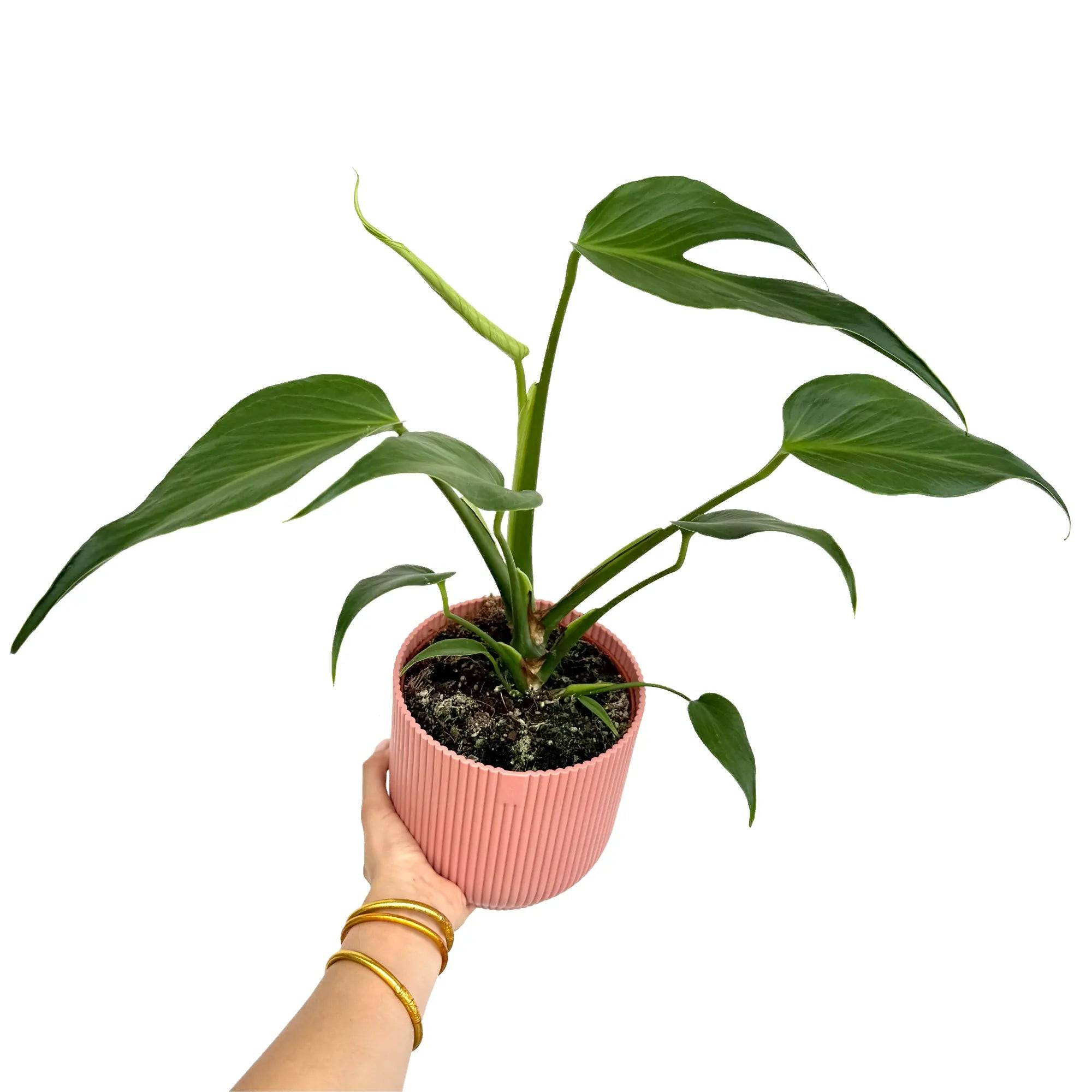 Monstera Burle Marx Flame - Pot de 6cm - Plantes d'intérieur - Image 6