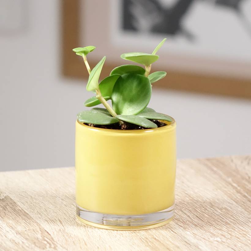 Peperomia Hope Mini-plante