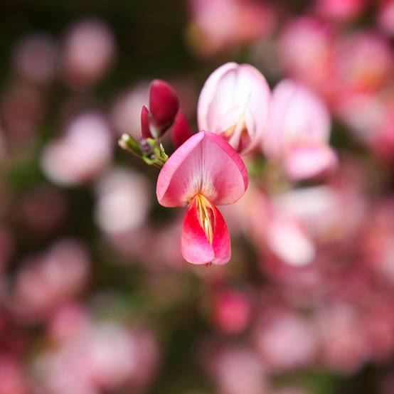 Genêt - Cytisus Hollandia Pot de 2L/3L - Image 1