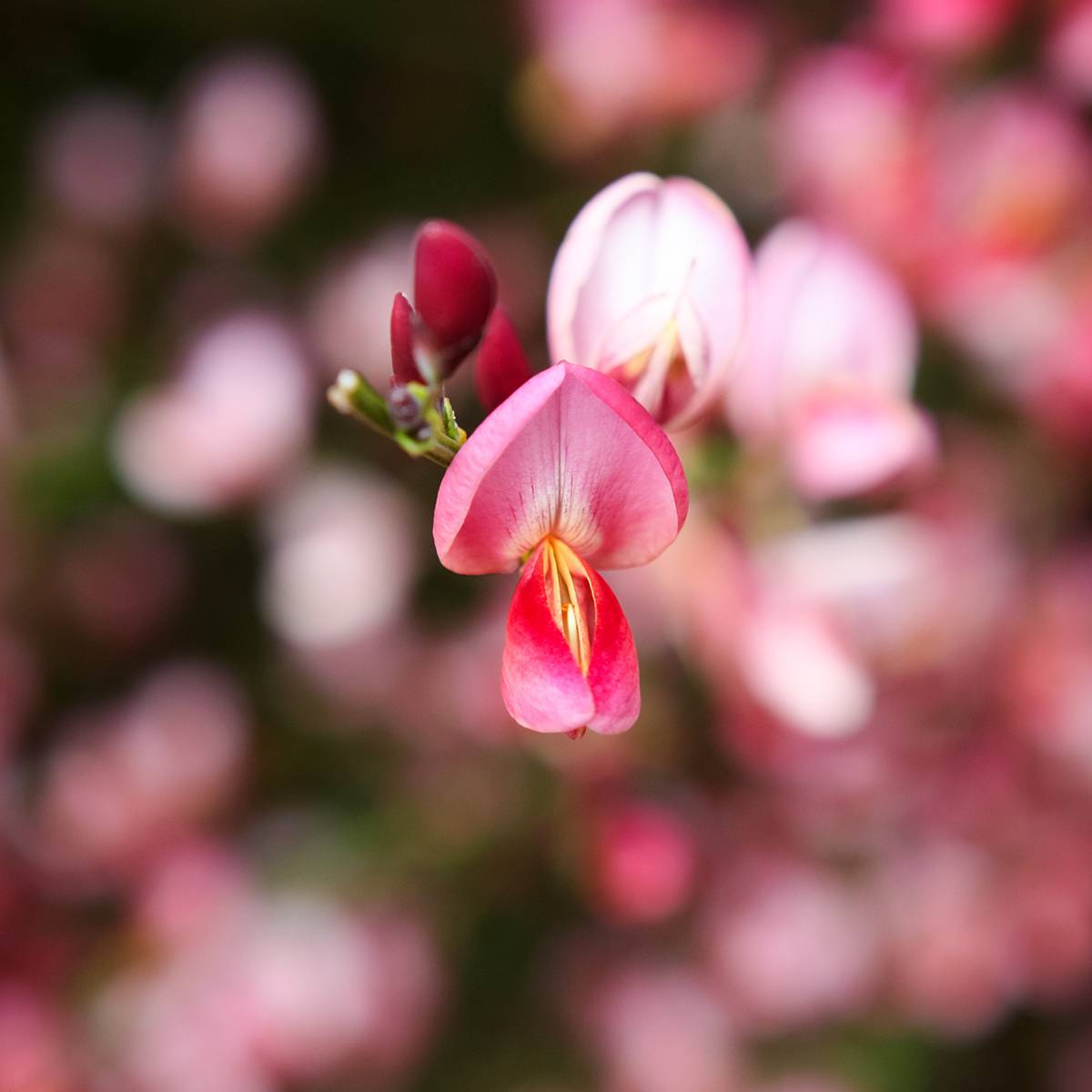 Genêt - Cytisus Hollandia Pot de 2L/3L - Image 1