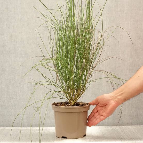 Genêt - Cytisus Hollandia Pot de 2L/3L - Image 2