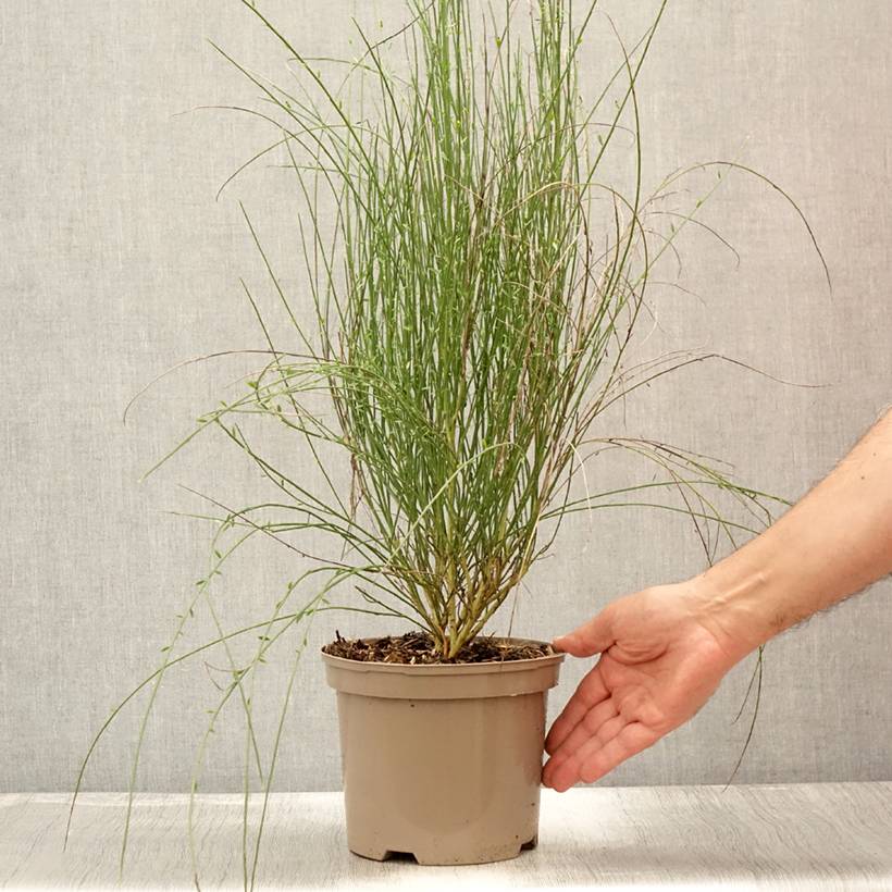 Genêt - Cytisus Hollandia Pot de 2L/3L - Image 2
