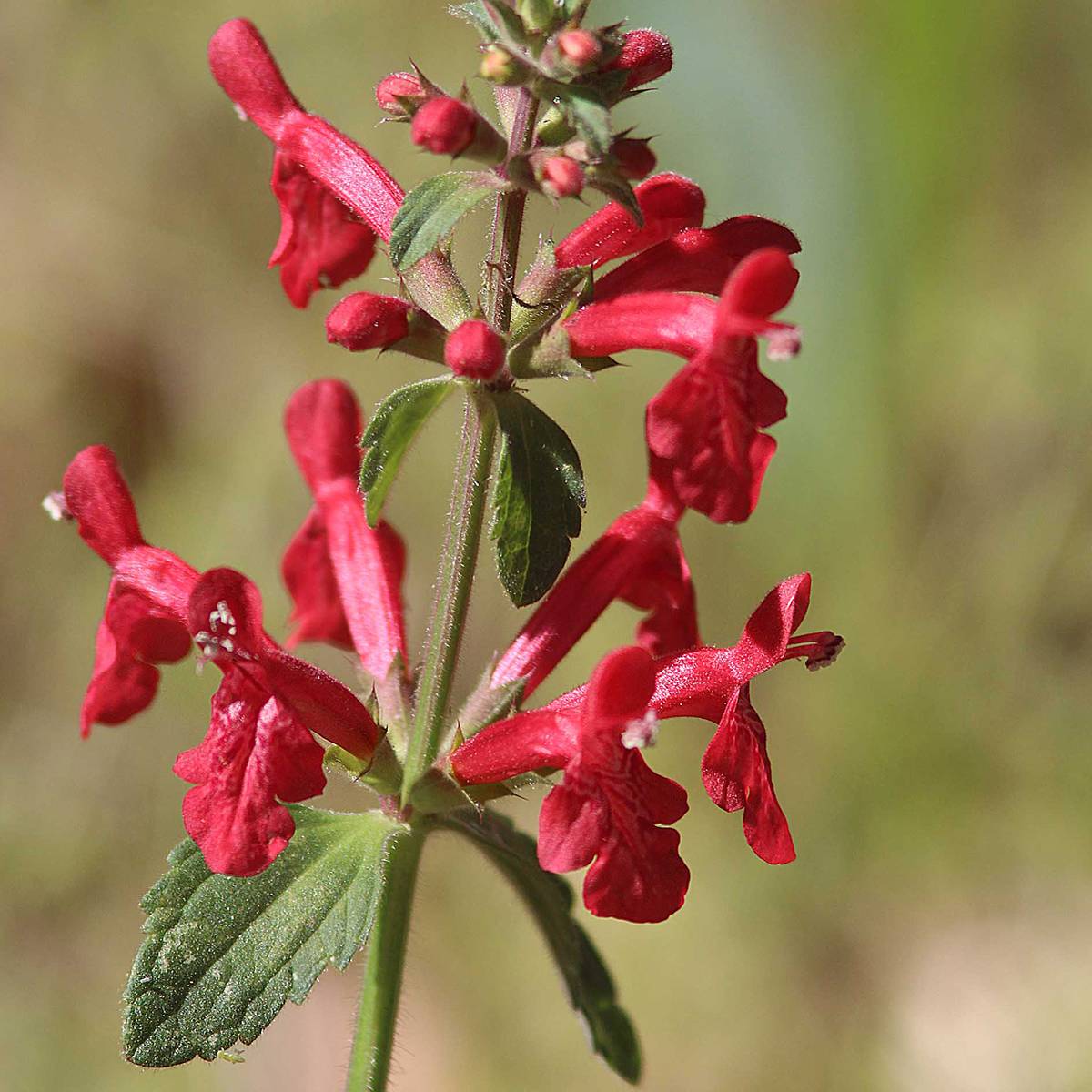 Promesse de Fleurs - Stachys coccinea - Epiaire rouge Godet de 8/9 cm