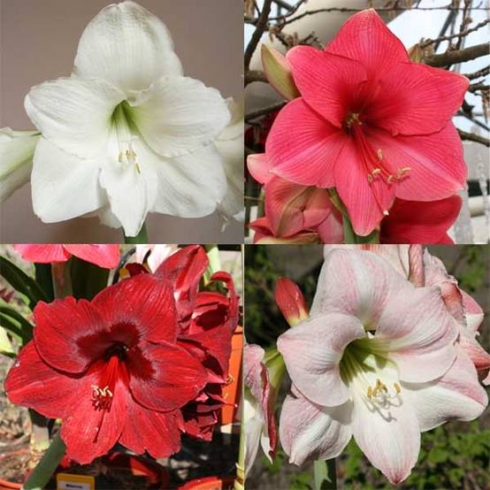 Promesse de Fleurs - Collection de 4 Amaryllis Simples - Collection de 4 plantes