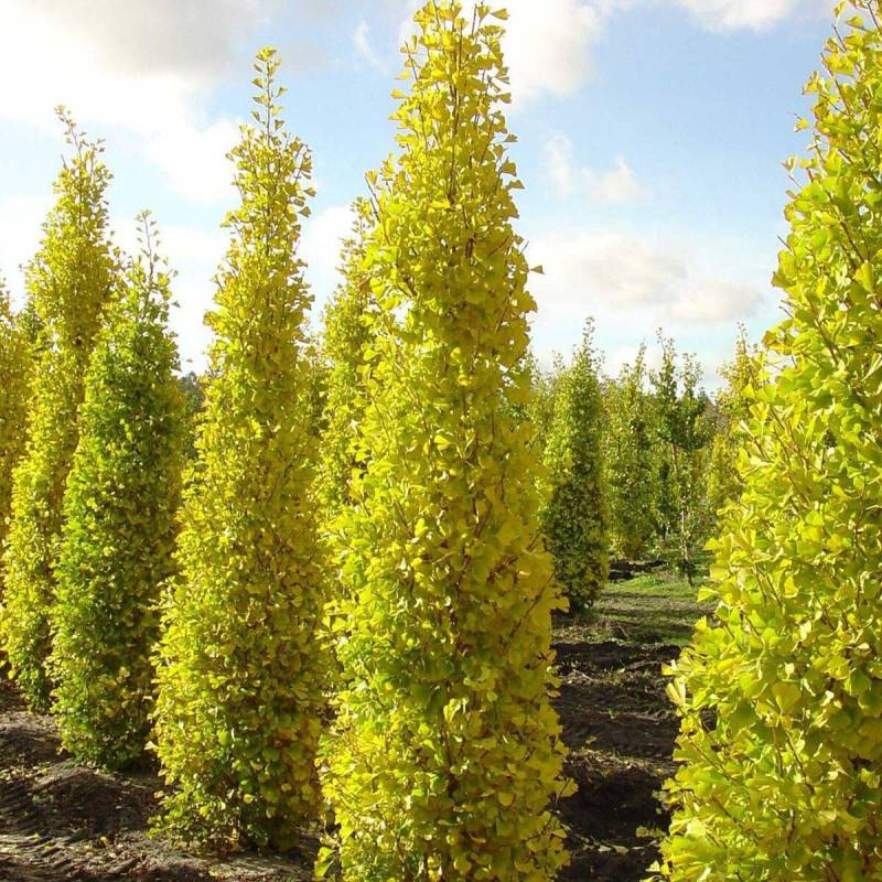 Arbre aux 40 écus Blagon®, Ginkgo - Pot de 7,5L - 60/80 cm - Imagen 9