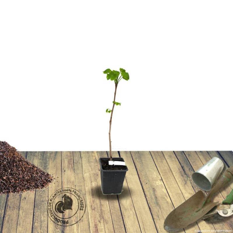 Arbre aux 40 écus Blagon®, Ginkgo - Pot de 7,5L - 60/80 cm - Imagen 6