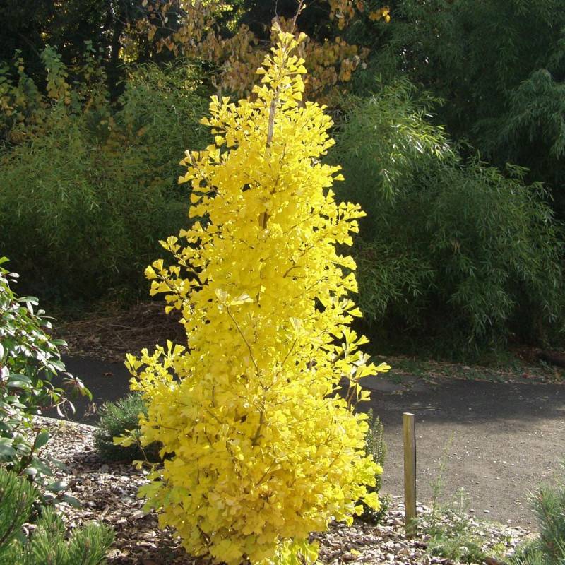Arbre aux 40 écus Blagon®, Ginkgo - Pot de 7,5L - 60/80 cm - Imagen 2