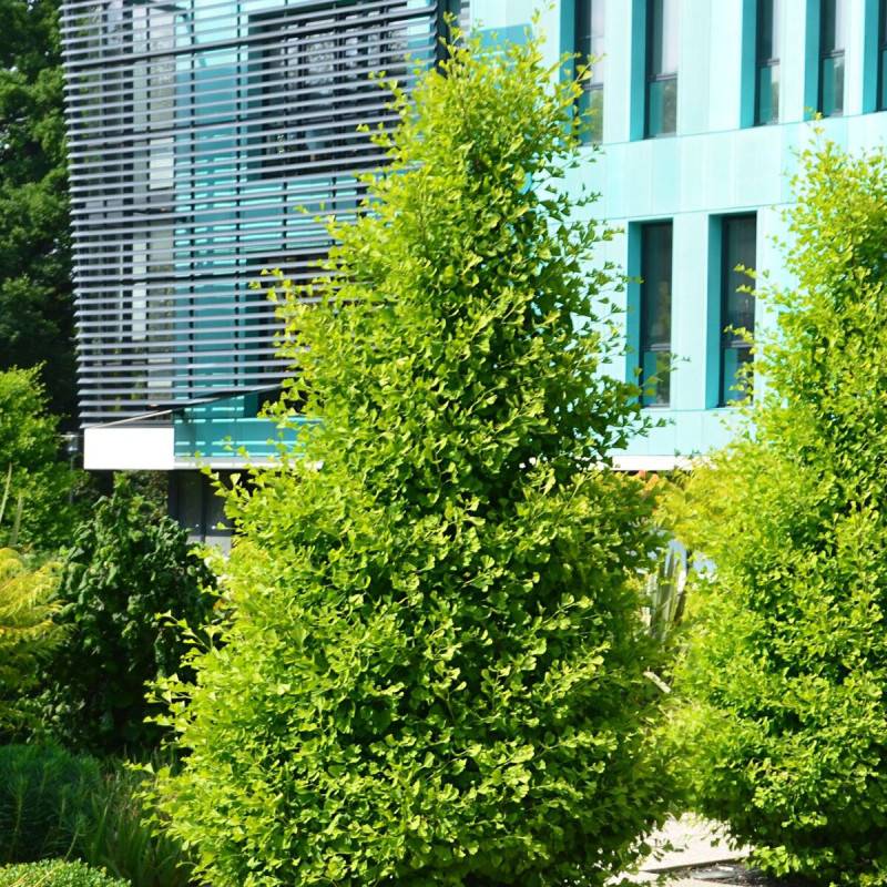 Arbre aux 40 écus Blagon®, Ginkgo - Pot de 7,5L - 60/80 cm - Imagen 4