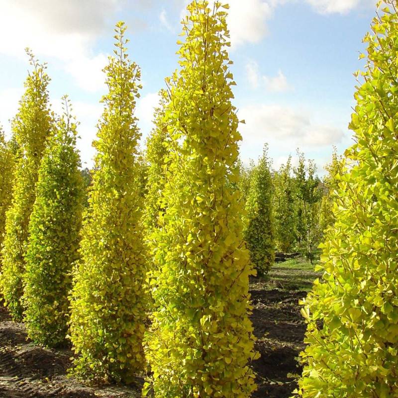 Arbre aux 40 écus Blagon®, Ginkgo - Pot de 7,5L - 60/80 cm - Imagen 3