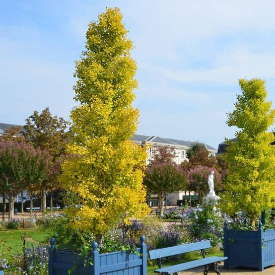Arbre aux 40 écus Blagon®, Ginkgo - Pot de 7,5L - 60/80 cm - Image 7