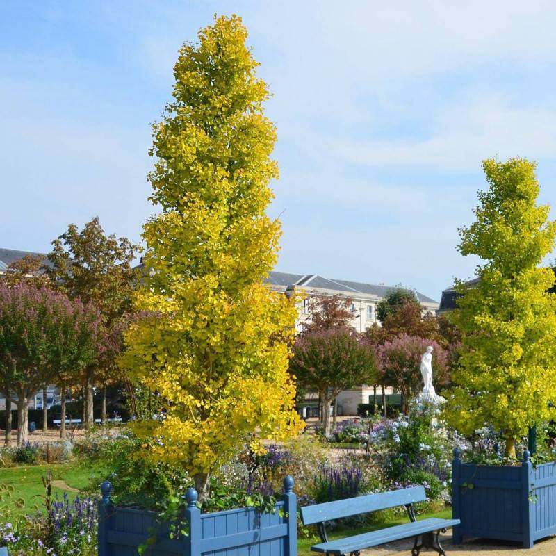 Arbre aux 40 écus Blagon®, Ginkgo - Pot de 7,5L - 60/80 cm - Imagen 7