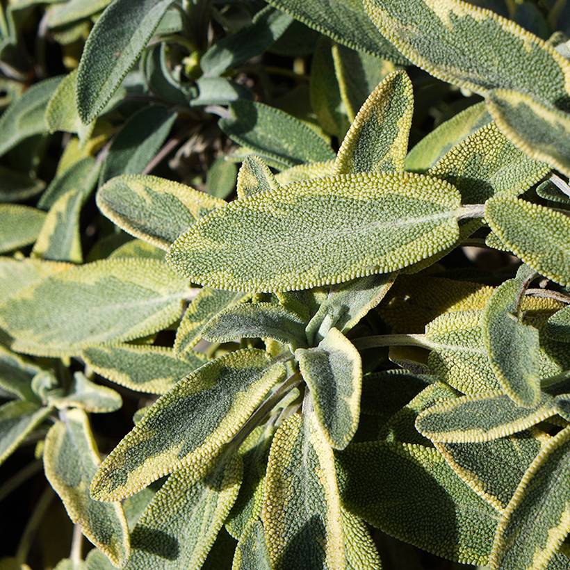Promesse de Fleurs - Sauge officinale Berggarten Variegated - Salvia officinalis Pot de 1,5L/2L
