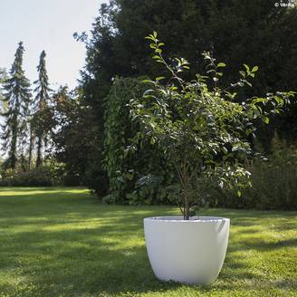 Promesse de Fleurs - Cerisier nain Cherry Baby Pot de 2L/3L, Touffe