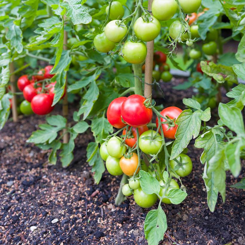 Tomate Ailsa Craig le sachet de 50 graines environ (0,12g)