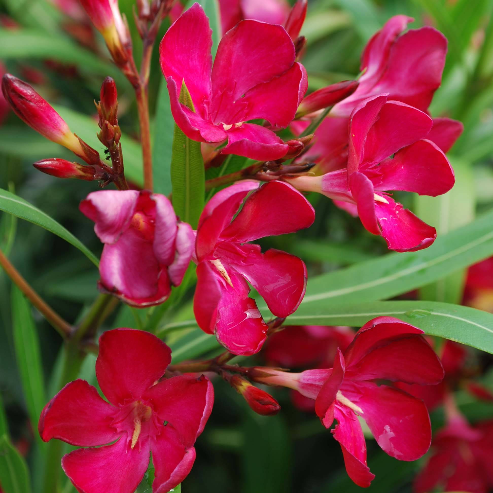 Laurier rose - Nerium oleander Rouge Simple Pot de 2L/3L, Buisson, Touffe