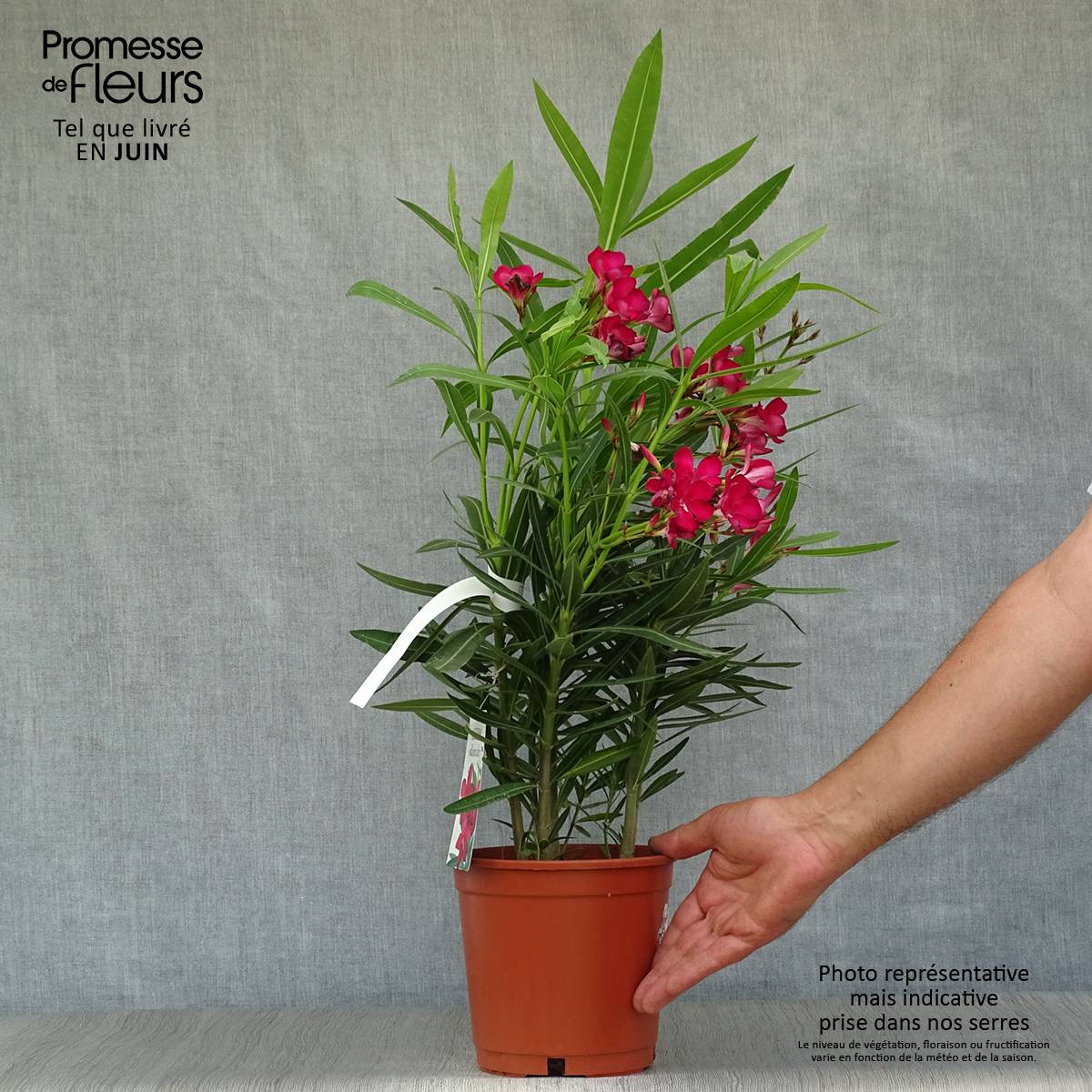Promesse de Fleurs - Laurier rose - Nerium oleander Rouge Simple Pot de 2L/3L, Buisson - Image 2