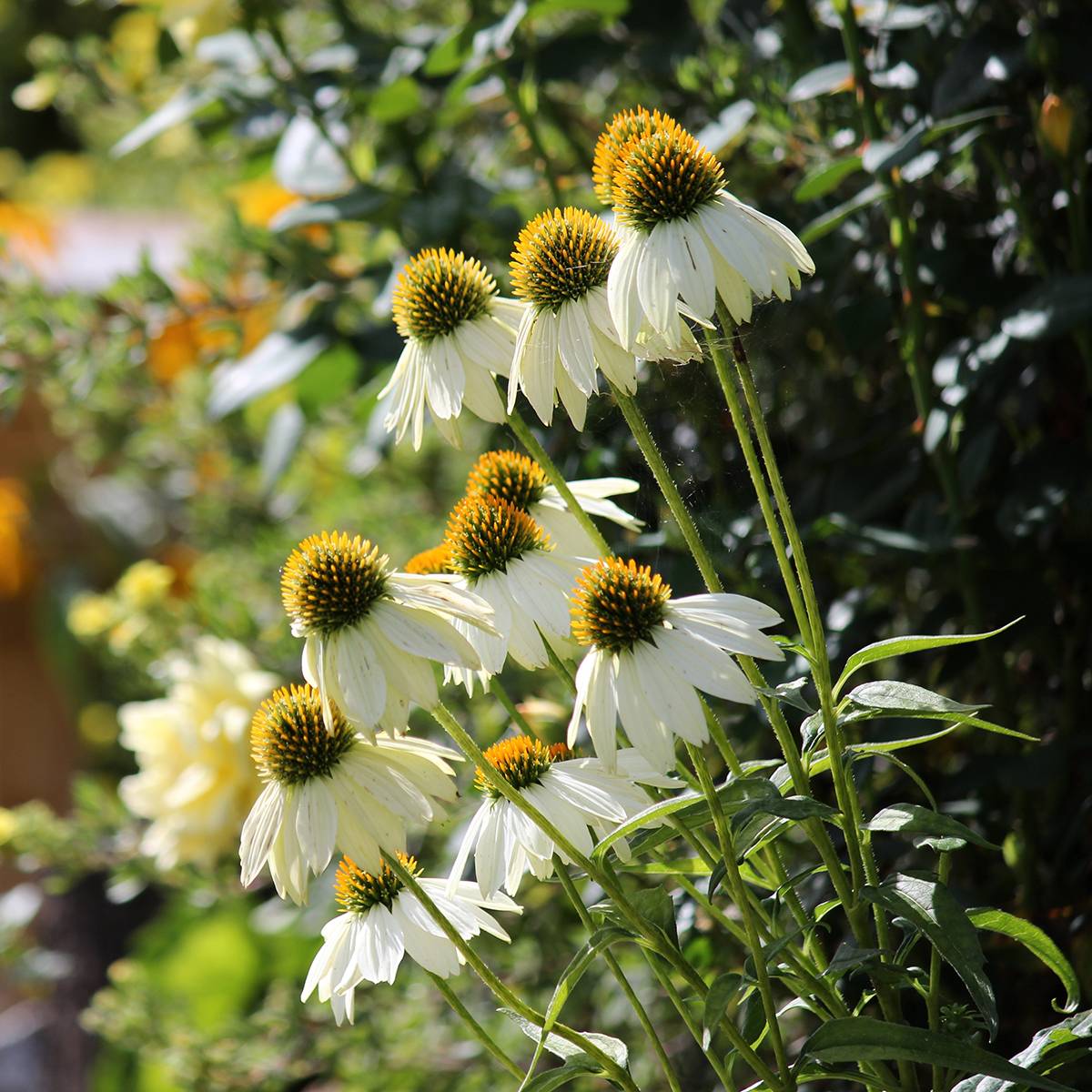 Graines d'Echinacea Feeling White - Rudbeckia pourpre le sachet de 20 graines environ