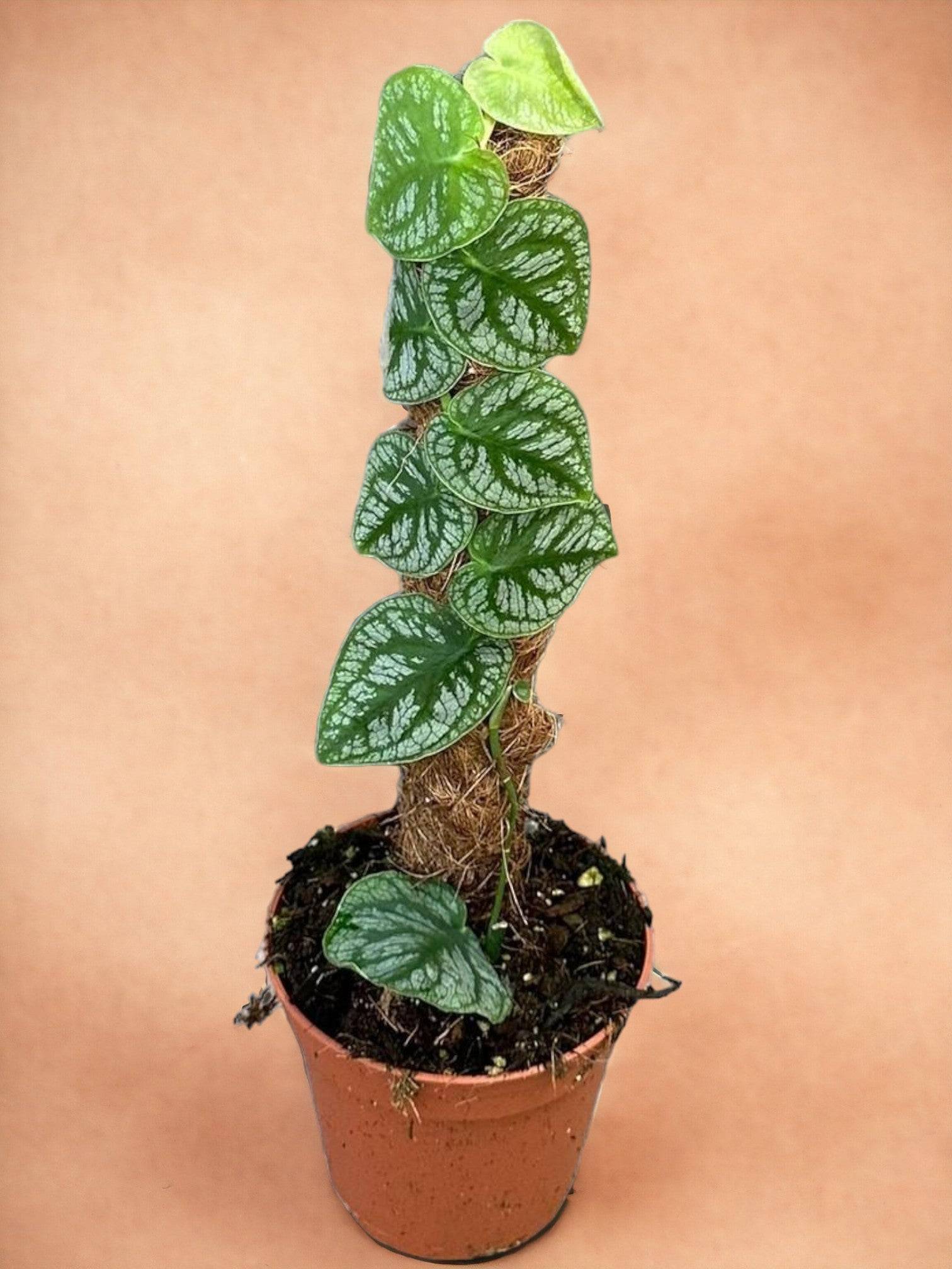 Monstera Dubia- La Green Touch