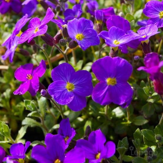 3 Aubriètes Royal Violet (Aubrieta 'Royal Violet') - Lot de 3 vivaces - Pépinières Naudet - Image 1
