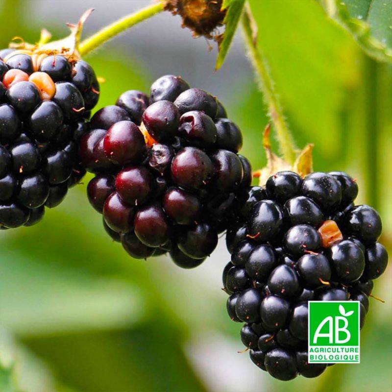 Mûre 'Thornfree' BIO (Rubus fruticosus 'Thornfree') - Godet 9cm - Pépinières Naudet