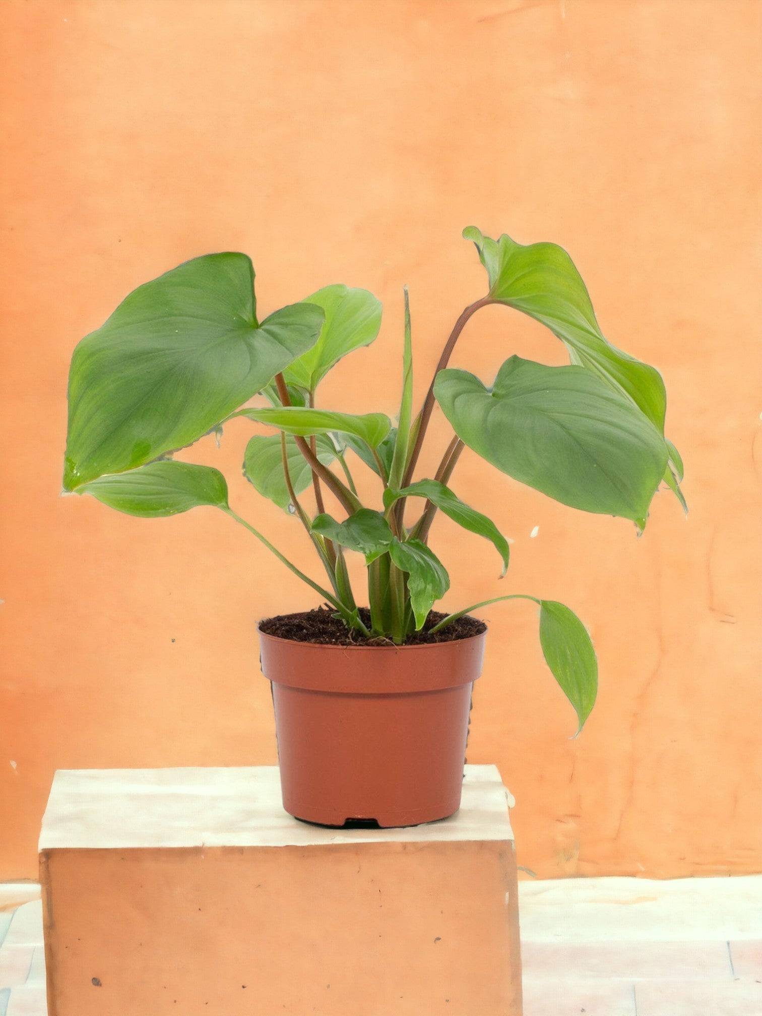 Homalomena Rubescens Maggy- La Green Touch