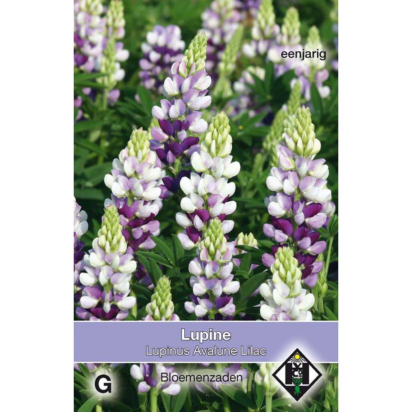 Graines de Lupin annuel Avalune Lilac - Lupinus hartwegii le sachet de 40 graines environ (1g)