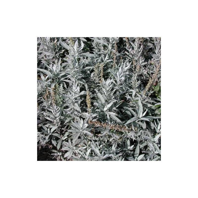 Armoise blanche Valérie Finnis à fleurs Blanche - feuillage Persistant - Godet - 5/20 cm-  hauteur à maturité De 0,50 m à 1,00 m - Imagen 1