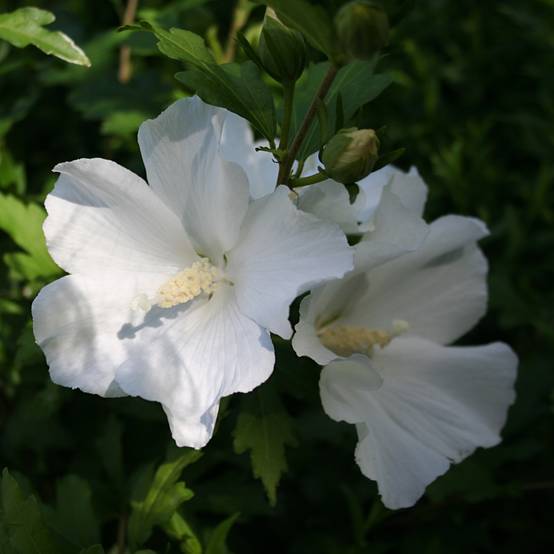 Hibiscus syriacus Eléonore - Althéa simple, blanc pur Pot de 2L/3L