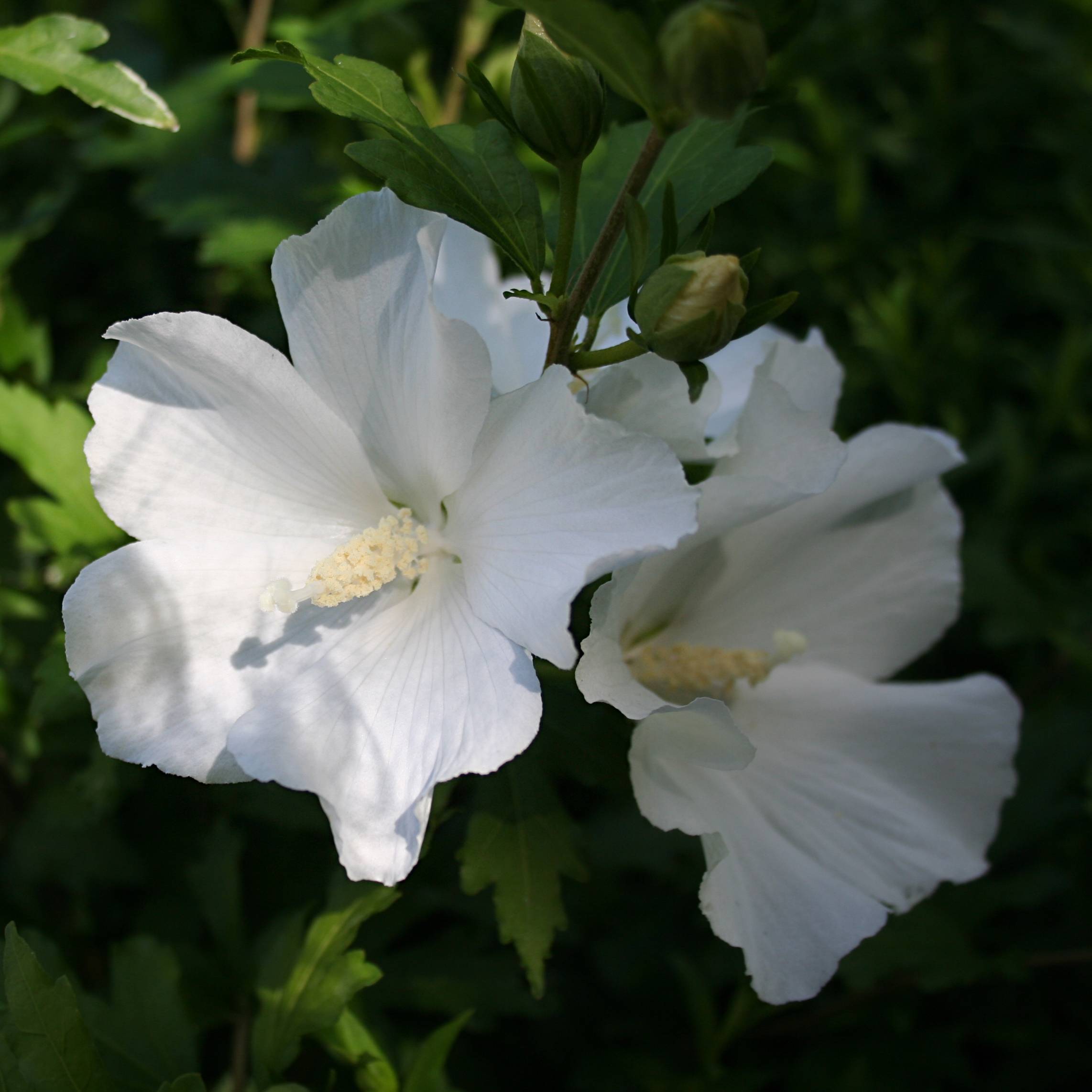 Hibiscus syriacus Eléonore - Althéa simple, blanc pur Pot de 2L/3L