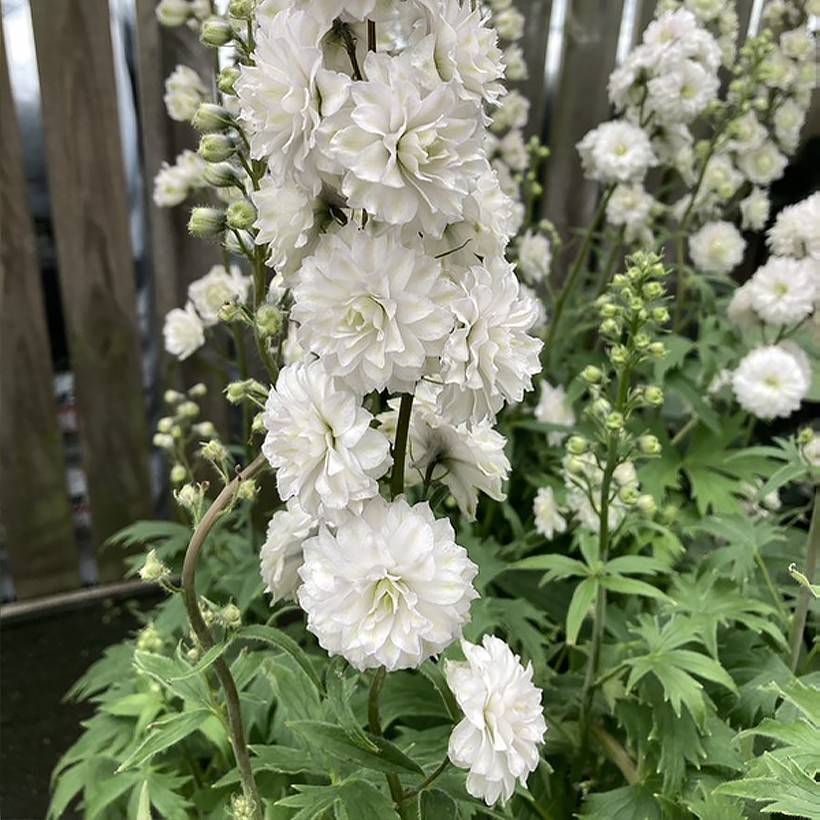 Promesse de Fleurs - Delphinium Highlander Samba - Pied d'Alouette vivace Godet de 8/9 cm