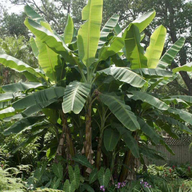 Banane plantain - Pot de 15L - Image 4