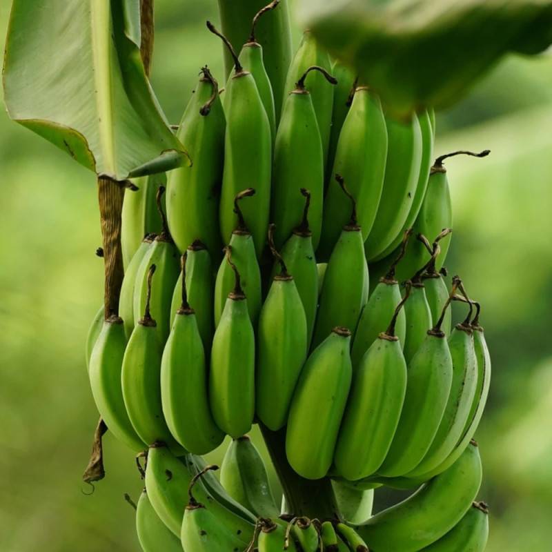 Banane plantain - Pot de 15L - Image 2
