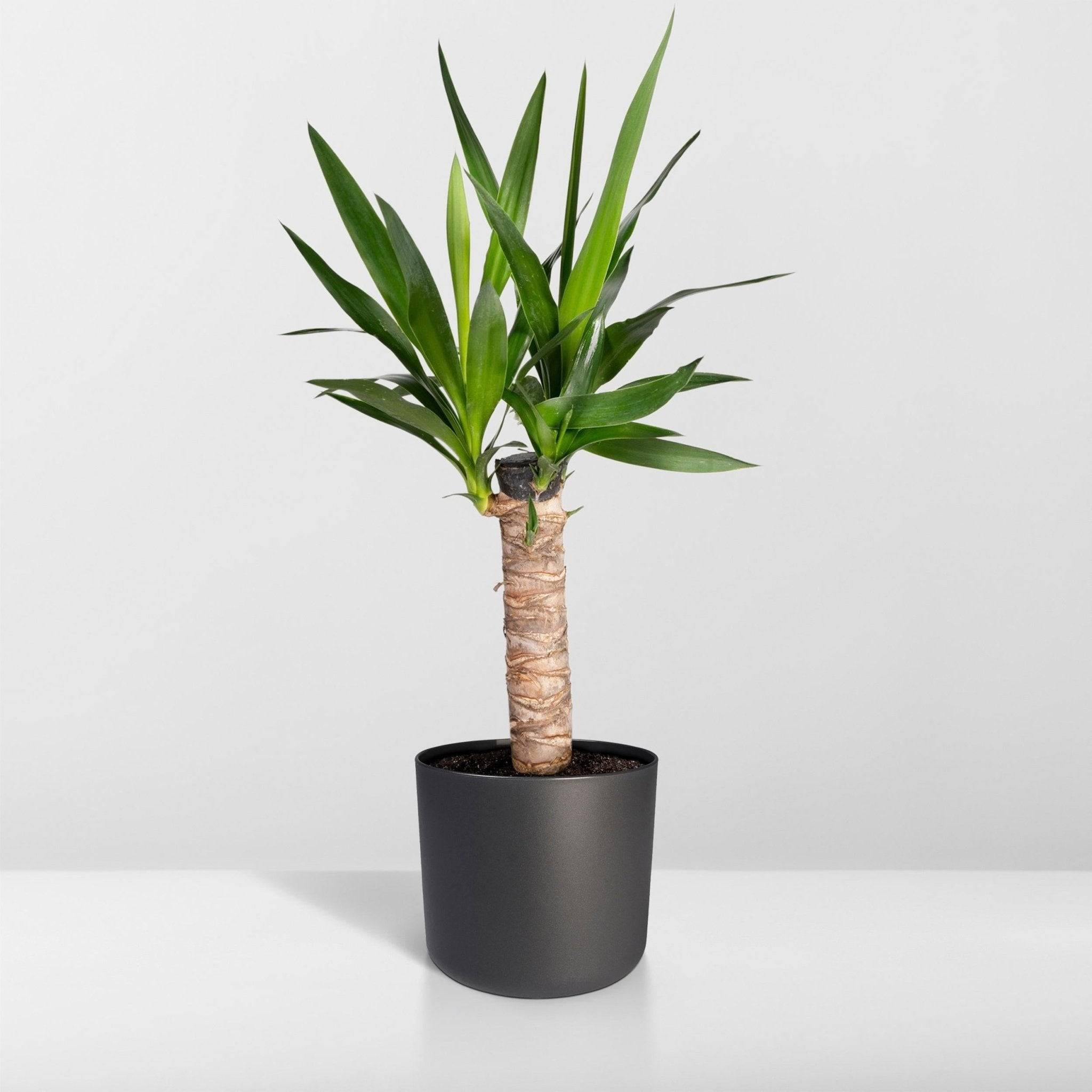 La Green Touch - Yucca Elephantipes - D14 H40cm - Image 8