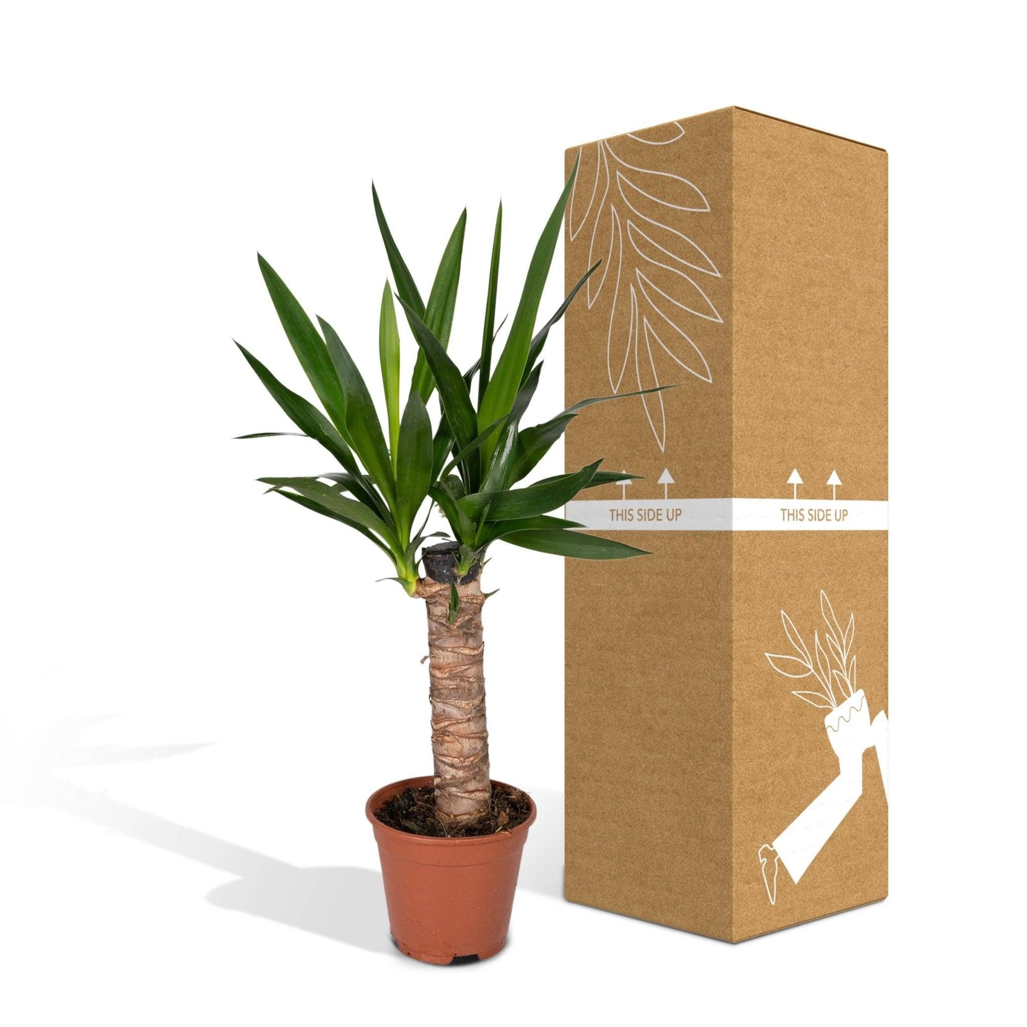 La Green Touch - Yucca Elephantipes - D14 H40cm - Image 5