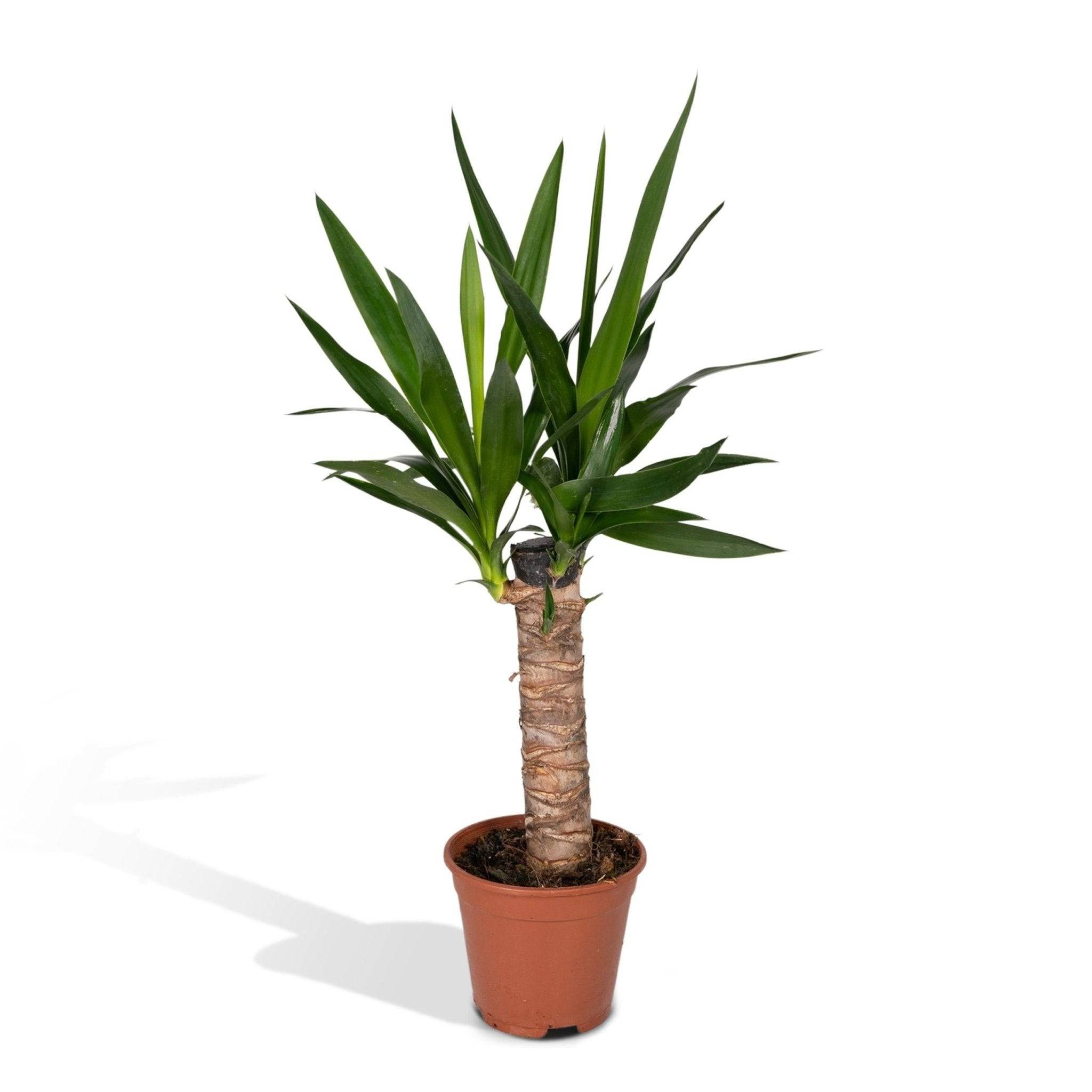 La Green Touch - Yucca Elephantipes - D14 H40cm - Image 1