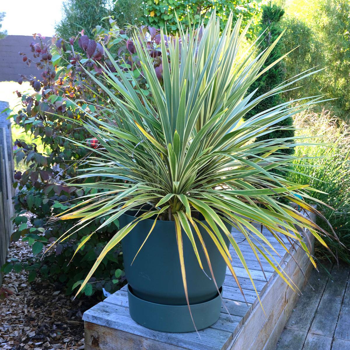 Cordyline australis Fantasy Pot de 2L/3L