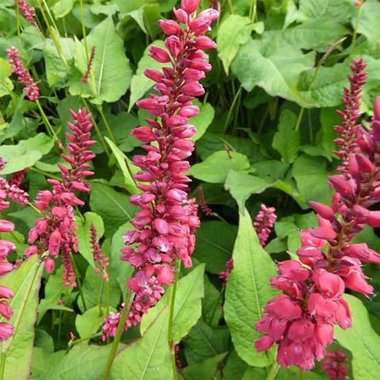 Renouée - Persicaria amplexicaulis JS Caliente Godet de 8/9 cm