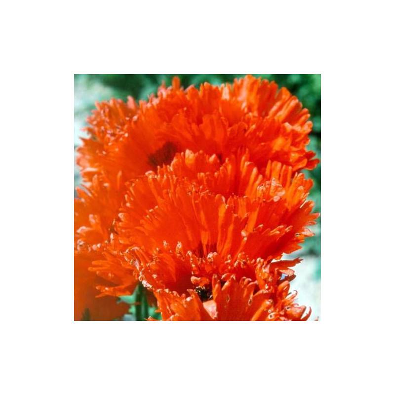 Pavot orientale Türkenlouis à fleurs Orange/ - feuillage Caduc - Godet - 5/20 cm