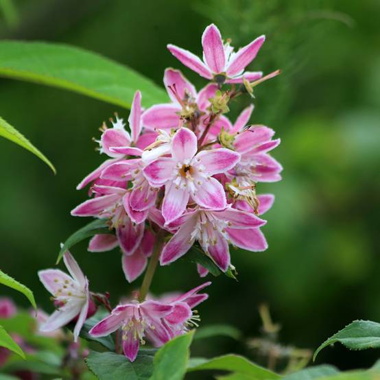 Deutzia hybrida Strawberry Fields - Deutzie Pot de 2L/3L - Image 1